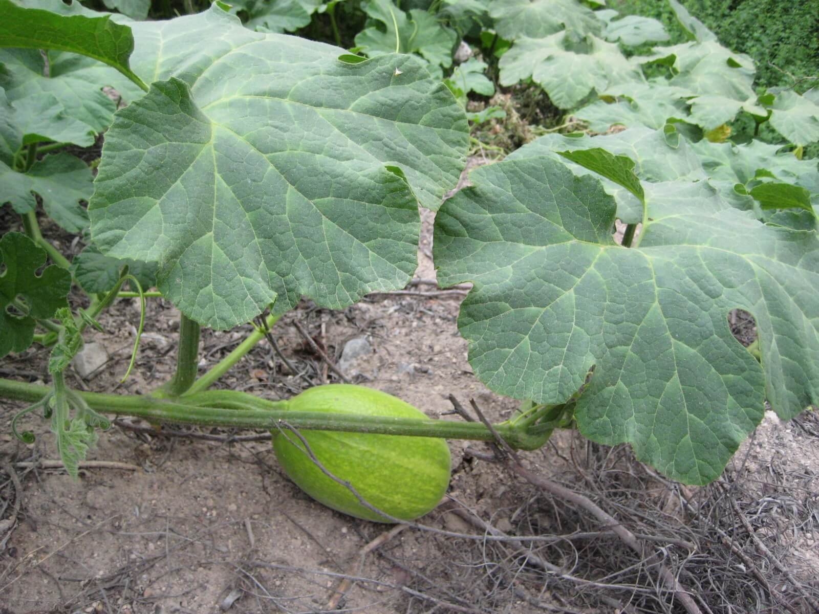 Cucurbita ficifolia